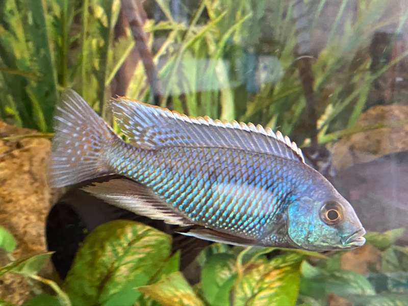 Protomelas marginatus